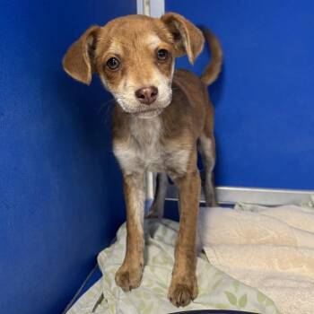 Mixed Breed Dogs Available for Adoption in Las Cruces, New Mexico - 105876 | PetCurious