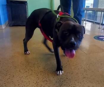 BABY GIRL -  Pit Bull Terrier and Mixed Breed Dog for Adoption in St. Louis, Missouri - BABY GIRL | PetCurious