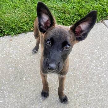 Leah -  Belgian Shepherd Malinois Dog for Adoption in Baldwin, Maryland - Leah | PetCurious