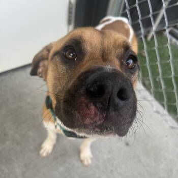 Sir Tan -  Beagle and Pit Bull Terrier Dog for Adoption in La Grange, Kentucky - Sir Tan | PetCurious