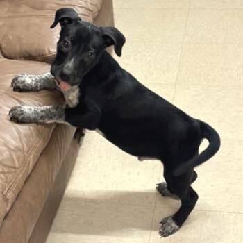 Dakota -  Pit Bull Terrier and Australian Cattle Dog Blue Heeler Dog for Adoption in Nashville, Tennessee - Dakota | PetCurious