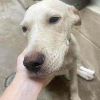 Helios -  Yellow Labrador Retriever and Mixed Breed Dog for Adoption in Palestine, Texas - Helios | PetCurious