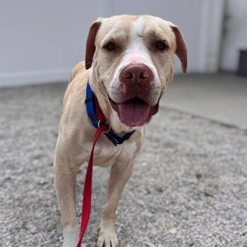 Timmy -  Pit Bull Terrier and Mixed Breed Dog for Adoption in St. Peters, Missouri - Timmy | PetCurious