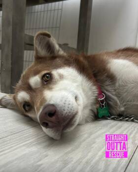 Rescue Husky Dogs for Adoption in Vancouver, British Columbia - Shitake | PetCurious