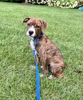 SASSY -  Terrier and Mixed Breed Dog for Adoption in Seale, Alabama - SASSY | PetCurious