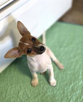 LA -  Chihuahua Dog for Adoption in Lincoln, Nebraska - LA | PetCurious