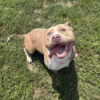 Rebel -  Pit Bull Terrier Dog for Adoption in Ridgely, Maryland - Rebel | PetCurious