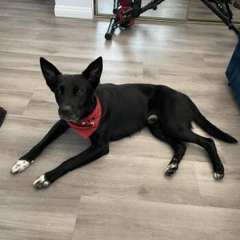 SHADOW -  German Shepherd Dog and Black Labrador Retriever Dog for Adoption in Los Angeles, California - SHADOW | PetCurious