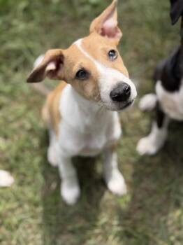 Kekoa -  Mixed Breed Dog for Adoption in Suffield, Connecticut - Kekoa | PetCurious