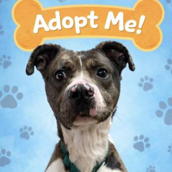 Australian Shepherd Dogs Available for Adoption - SPOT | PetCurious