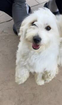 Maltese Dogs Available for Adoption in San Diego, California - Molly | PetCurious