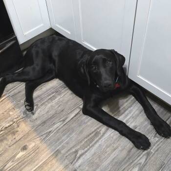 Rescue Black Labrador Retriever Dogs for Adoption in East St. Louis, Illinois - Nocturne | PetCurious