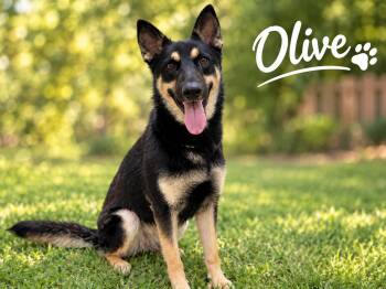 Olive -  German Shepherd Dog Dog for Adoption in Kenedy, Texas - Olive | PetCurious