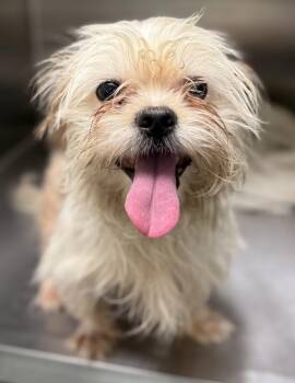 Rescue Shih Tzu and Terrier Dogs for Adoption in Cypress, California - Cashmere | PetCurious