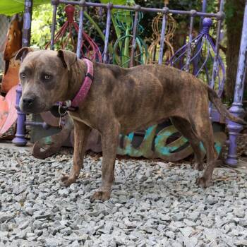 Rayleigh -  Pit Bull Terrier Dog for Adoption in Wake Forest, North Carolina - Rayleigh | PetCurious