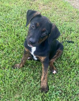 Martha -  Hound Dog for Adoption in Glocester, Rhode Island - Martha | PetCurious