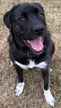 Rescue Cane Corso and Great Pyrenees Dogs for Adoption in Larkspur, Colorado - Hank | PetCurious