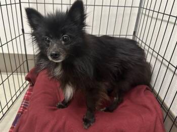 Pomeranian and Mixed Breed Dogs Available for Adoption in Mckinleyville, California - POMEGRANATE | PetCurious