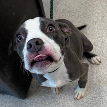 Pumpkin Queen -  Pit Bull Terrier Dog for Adoption in Horn Lake, Mississippi - Pumpkin Queen | PetCurious
