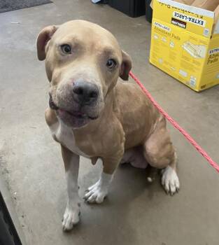 LYNN -  Mixed Breed Dog for Adoption in Dallas, Texas - LYNN | PetCurious