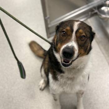 Mixed Breed Dogs Available for Adoption - Nimo | PetCurious