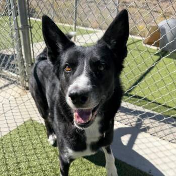 Ben -  Border Collie and Mixed Breed Dog for Adoption in Cody, Wyoming - Ben | PetCurious