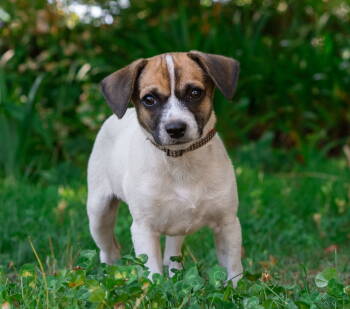 Rescue Jack Russell Terrier and Chihuahua Dogs for Adoption in Palo Alto, California - Houdini | PetCurious