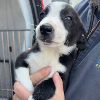 Rescue Border Collie Dogs for Adoption in Tulsa, Oklahoma - Easton | PetCurious