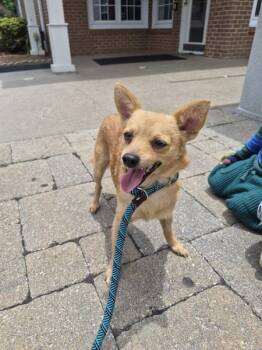 Pen 223 -  Chihuahua Dog for Adoption in Lawrenceville, Georgia - Pen 223 | PetCurious