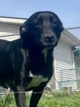 Black Labrador Retriever Dogs Available for Adoption - Lisa | PetCurious