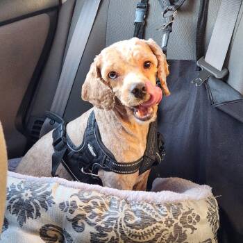 Romeo -  Poodle and Mixed Breed Dog for Adoption in Arlington, Virginia - Romeo | PetCurious