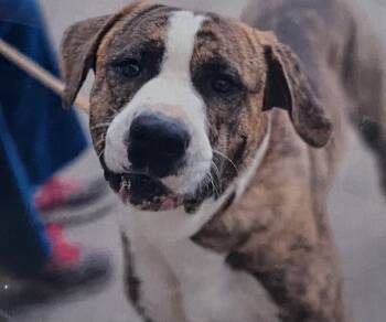 Rescue Mastiff Dogs for Adoption in Fort Madison, Iowa - Carver | PetCurious