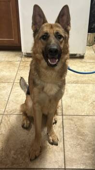 Rescue Mixed Breed Dogs for Adoption in Cincinnati, Ohio - Roast | PetCurious