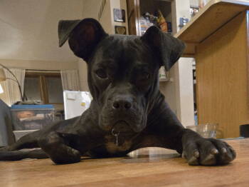 Rescue Boxer Dogs for Adoption - Lainey | PetCurious