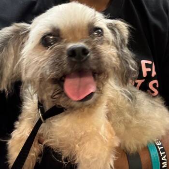 Peaches -  Maltese Dog for Adoption in Hinesville, Georgia - Peaches | PetCurious