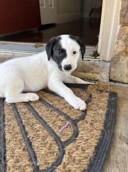 Great Pyrenees Dogs Available for Adoption in Luling, Texas - Spot | PetCurious