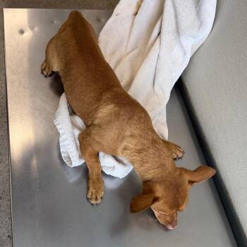112291 -  Mixed Breed Dog for Adoption in Las Cruces, New Mexico - 112291 | PetCurious