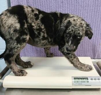 Lennon -  Catahoula Leopard Dog and Mixed Breed Dog for Adoption in Taylorsville, North Carolina - Lennon | PetCurious
