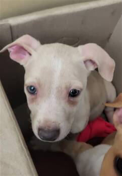 Mixed Breed Dogs Available for Adoption - KUKAI | PetCurious