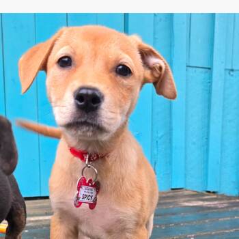 Spicy -  Terrier Dog for Adoption in Wake Forest, North Carolina - Spicy | PetCurious