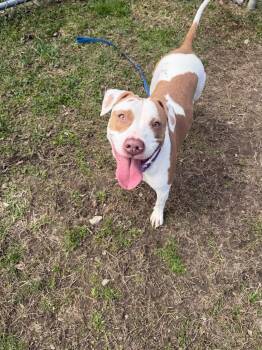Mixed Breed Dogs Available for Adoption in Hyde Park, New York - Sunshine | PetCurious