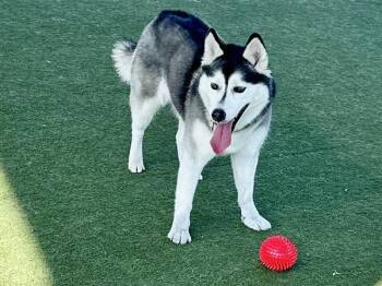 Siberian Husky Dogs Available for Adoption - PICABO | PetCurious