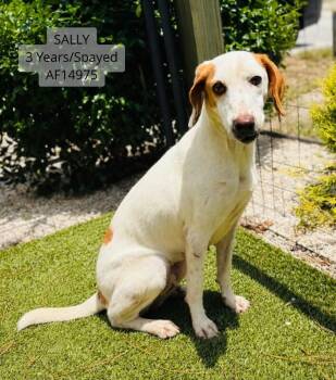 Sally -  Treeing Walker Coonhound Dog for Adoption - Sally | PetCurious