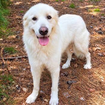 Lady Rocky -  Great Pyrenees Dog for Adoption in Roswell, Georgia - Lady Rocky | PetCurious