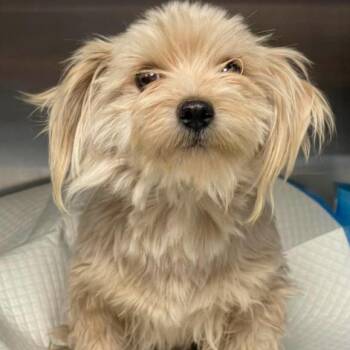 Al -  Maltese and Mixed Breed Dog for Adoption in Fort Collins, Colorado - Al | PetCurious