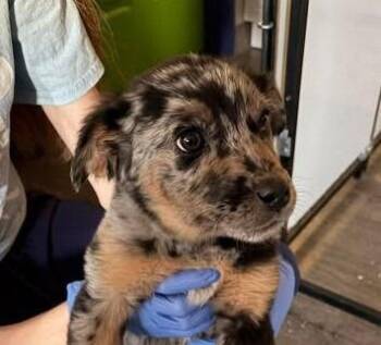 Australian Cattle Dog Blue Heeler and Australian Shepherd Dogs Available for Adoption - Junie (Juniper) | PetCurious