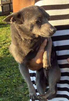 Teddy -  Chihuahua Dog for Adoption in Lexington, Kentucky - Teddy | PetCurious