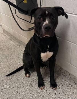 Haydee -  Pit Bull Terrier and Mixed Breed Dog for Adoption in Kansas City, Missouri - Haydee | PetCurious
