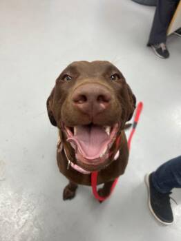 Labrador Retriever Dogs Available for Adoption - Patsy Cline | PetCurious
