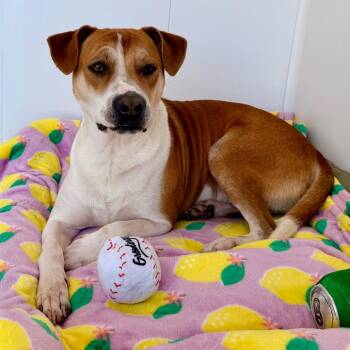 Beagle and Mixed Breed Dogs Available for Adoption in Green Bay, Wisconsin - Rocco | PetCurious